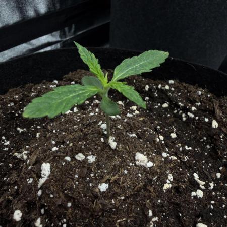 Orange Sherbet Auto FBs