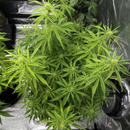 Orange Sherbet Auto FBs