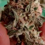 RQS - Special Kush #1 | Optic LED
