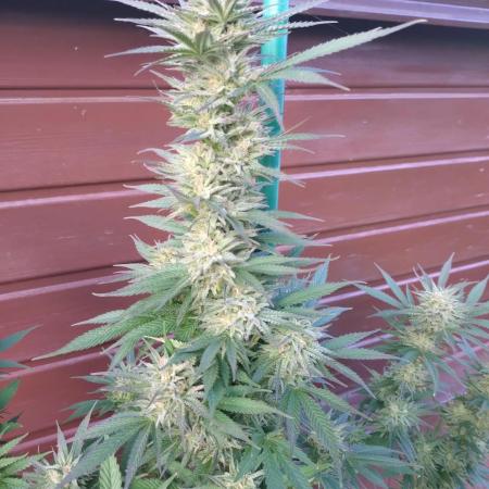 Purple Kush Sensi Outdoor