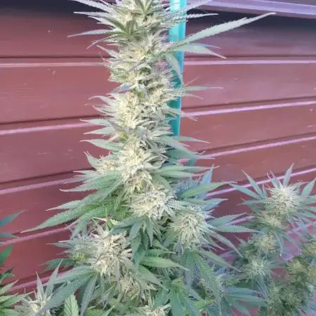 Purple Kush Sensi Outdoor