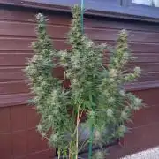 Purple Kush Sensi Outdoor