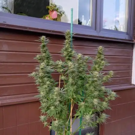 Purple Kush Sensi Outdoor