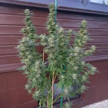 Purple Kush Sensi Outdoor