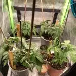 ZKITTLEZ/ FEMINIZED/ photoperiod