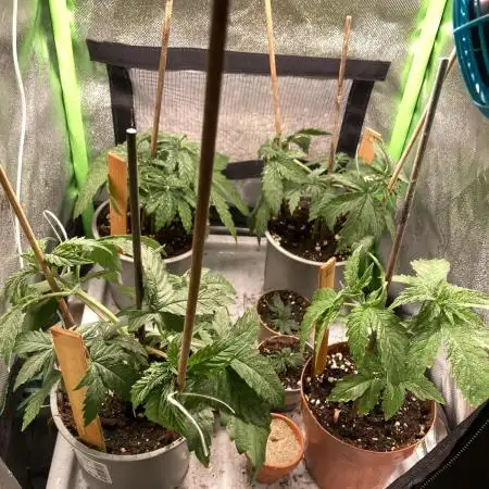 ZKITTLEZ/ FEMINIZED/ photoperiod