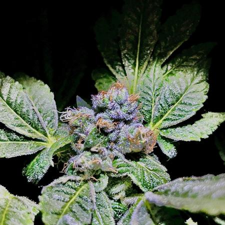 Lemon Cherry Gelato/ feminized