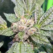 Lemon Cherry Gelato/ feminized
