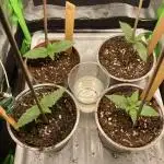 ZKITTLEZ/ FEMINIZED/ photoperiode