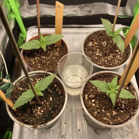 ZKITTLEZ/ FEMINIZED/ photoperiod