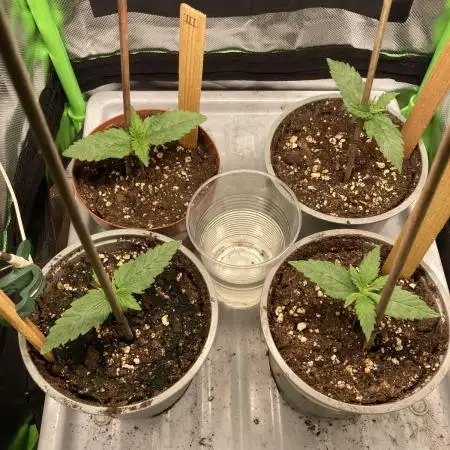 ZKITTLEZ/ FEMINIZED/ photoperiode