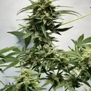 Herma/Diesel-Milkyway/Diesel-GrapeApe