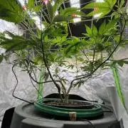 Lemon Cherry Gelato/ Feminized