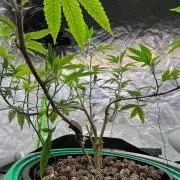 Lemon Cherry Gelato/ Feminized
