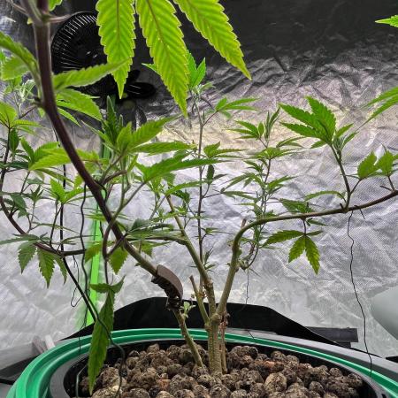 Lemon Cherry Gelato/ Feminized
