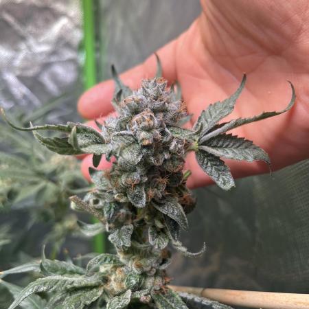 Lemon Cherry Gelato/ feminized