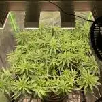 Zkittlez/ Feminized/ photoperiod