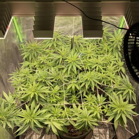 Zkittlez/ Feminized/ photoperiod