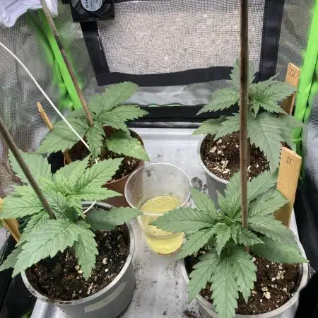 ZKITTLEZ/ FEMINIZED/ photoperiod