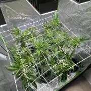 Lemon Cherry Gelato/ Feminized
