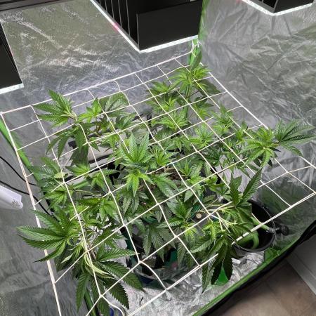 Lemon Cherry Gelato/ Feminized