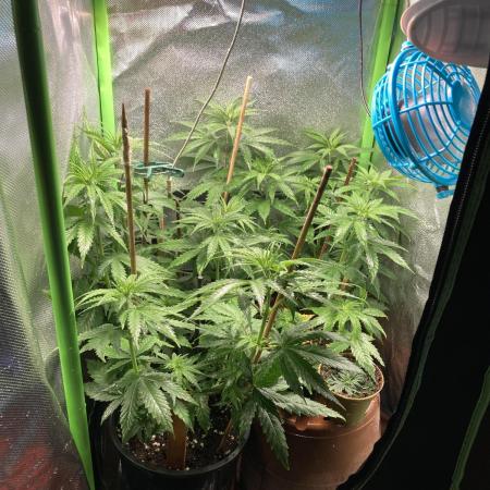 Zkittlez/ Feminized/ photoperiod