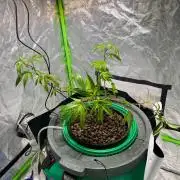Lemon Cherry Gelato/ Feminized