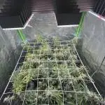 Zkittlez/ Feminized/ photoperiod