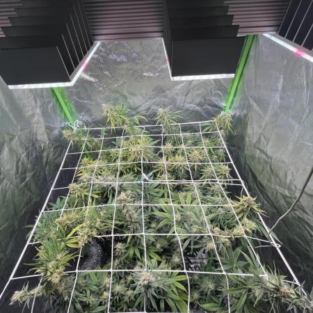 Zkittlez/ Feminized/ photoperiod