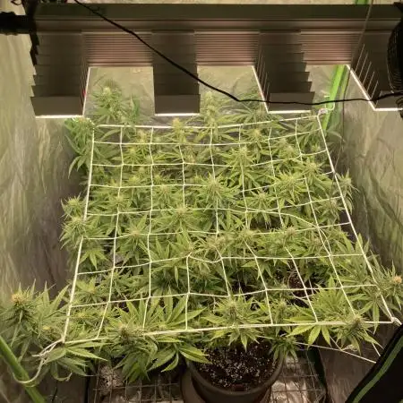 Zkittlez/ Feminized/ photoperiod