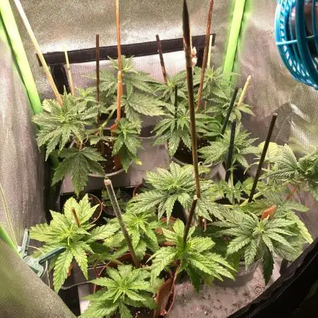 Zkittlez/ Feminized/ photoperiod