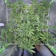 Lemon Cherry Gelato/ Feminized