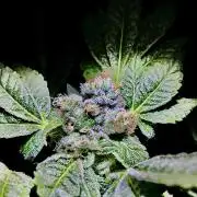 Lemon Cherry Gelato/ feminized