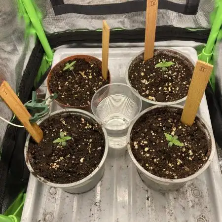 ZKITTLEZ/ FEMINIZED/ photoperiode