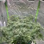 Lemon Cherry Gelato/ Feminized