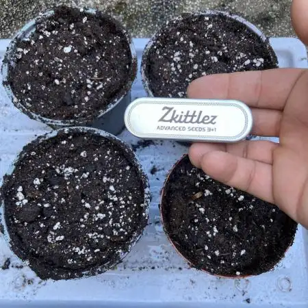 ZKITTLEZ/ FEMINIZED/ photoperiode