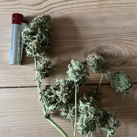 Herma/Diesel-Milkyway/Diesel-GrapeApe
