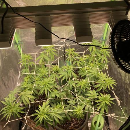 Zkittlez/ Feminized/ photoperiod