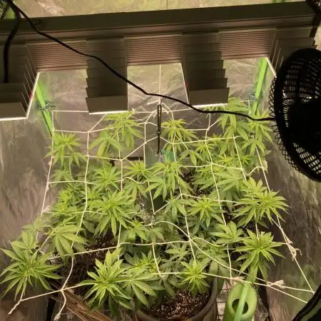 Zkittlez/ Feminized/ photoperiod