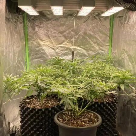 Zkittlez/ Feminized/ photoperiod