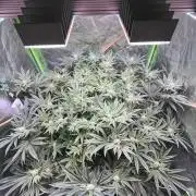 Lemon Cherry Gelato/ feminized