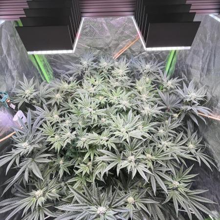 Lemon Cherry Gelato/ feminized