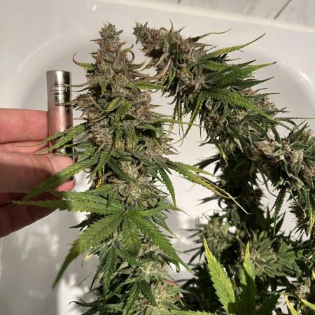 Zkittlez/ Feminized/ photoperiod