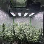 Zkittlez/ Feminized/ photoperiod