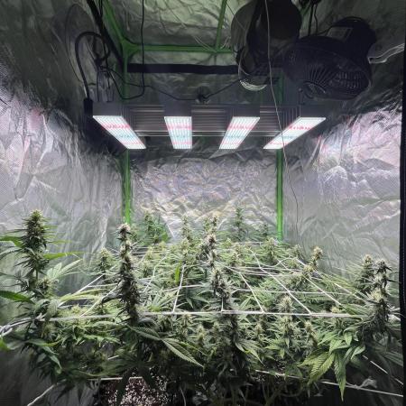 Zkittlez/ Feminized/ photoperiod