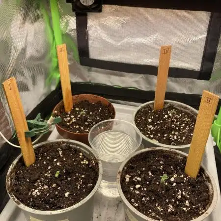 ZKITTLEZ/ FEMINIZED/ photoperiode