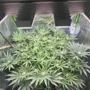 Lemon Cherry Gelato/ feminized
