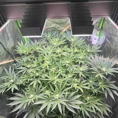 Lemon Cherry Gelato/ feminized