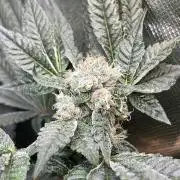 Lemon Cherry Gelato/ feminized