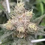 Zkittlez/ Feminized/ photoperiod